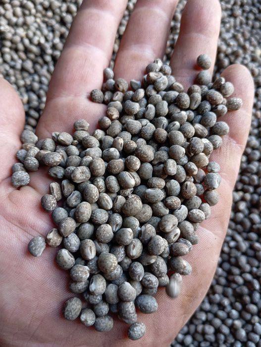 Łubin gorzki wąskolistny