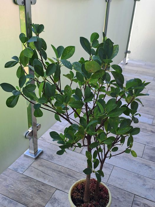 Kwiat Ficus microcarpa Moclame