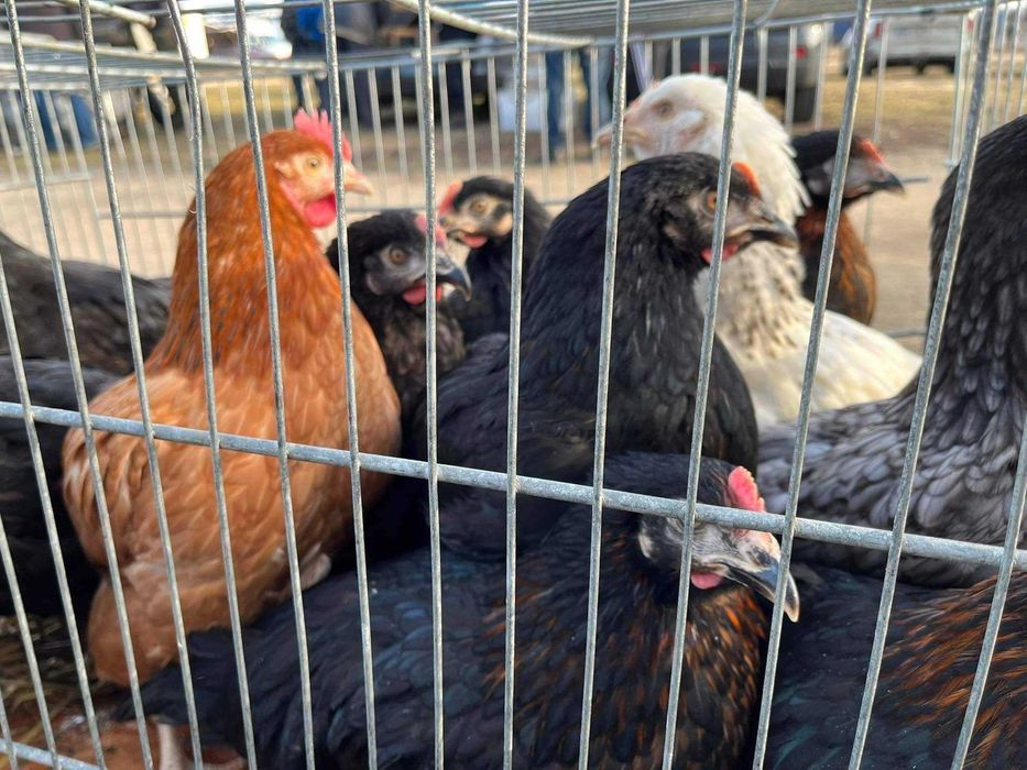 Kury nioski kurki dowóz