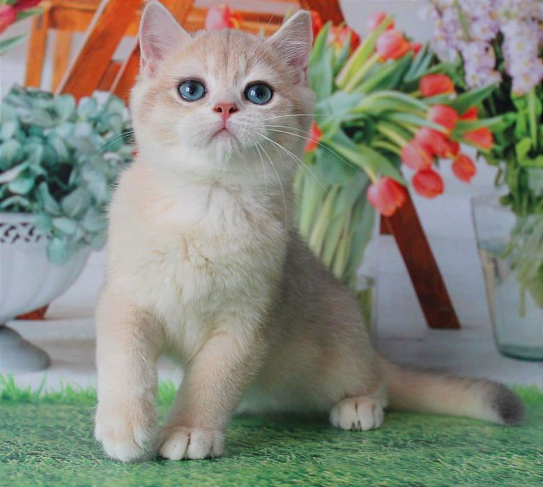 Найяскравіше забарвлення - голубе золото, британський котик