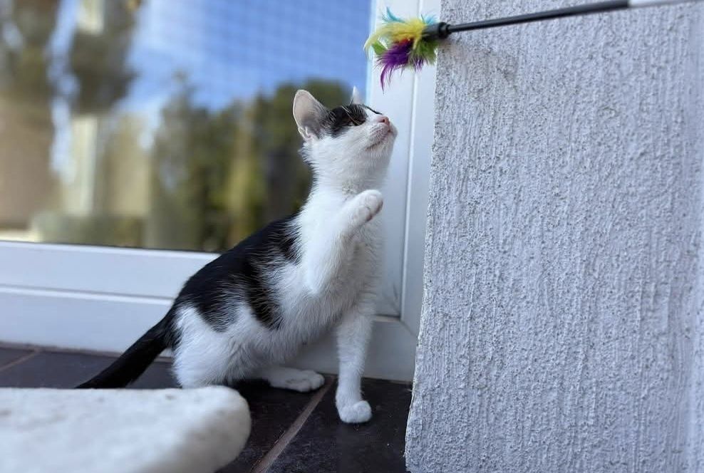4 miesięczny Wampirek szuka domu