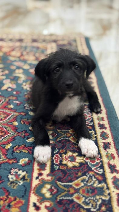 Caozinho de 3 meses para adoção