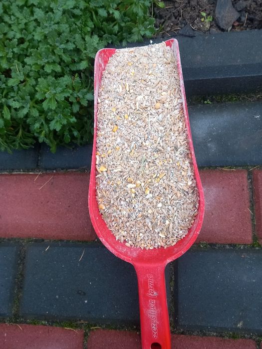 Pasza gospodarska dla kur, drobiu(śruta)