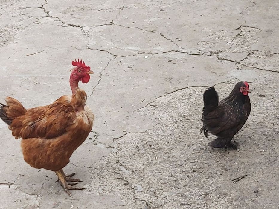 Петушки и курочки декоративной породы бентамки.