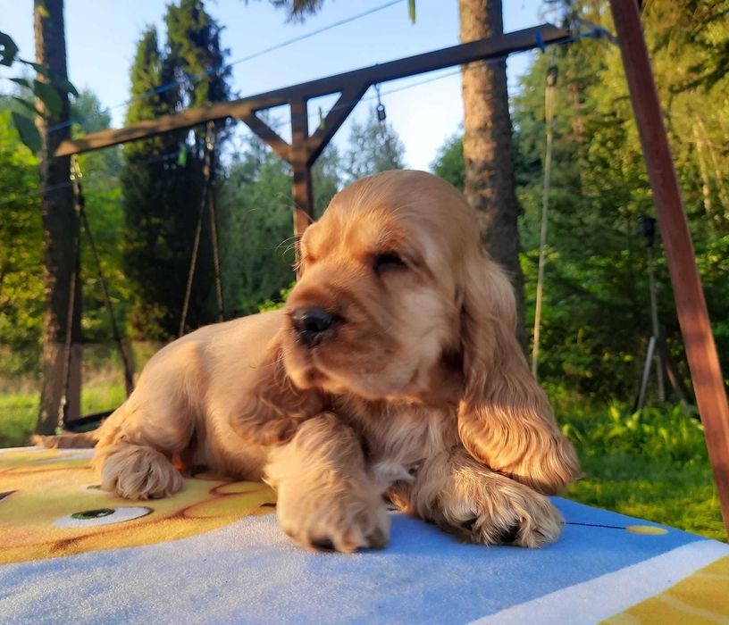 Cocker Spaniel Inglês