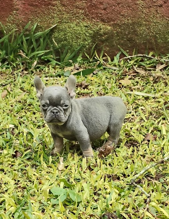 Bulldog Francês Lilac Tan