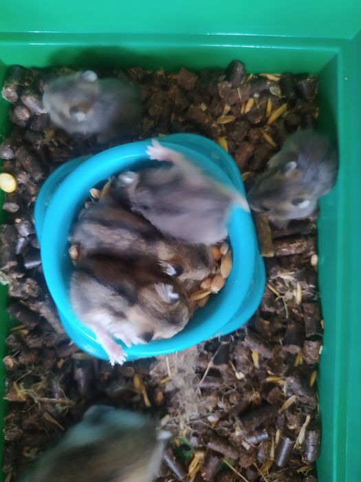 Хомячки Кременчуг