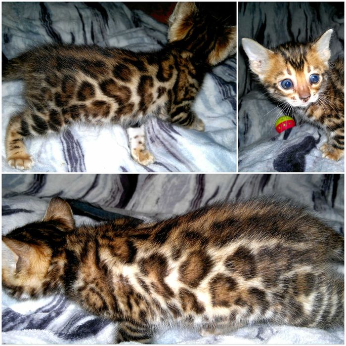 Бенгальська дівчинка в шикарному BENn24