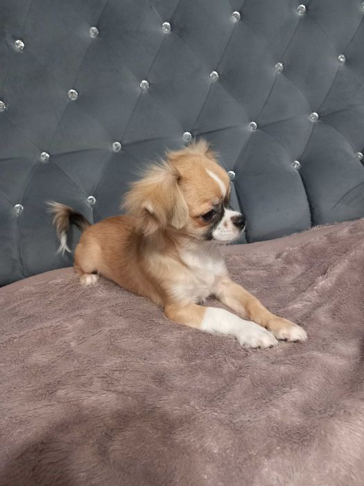 Piesek Chihuahua