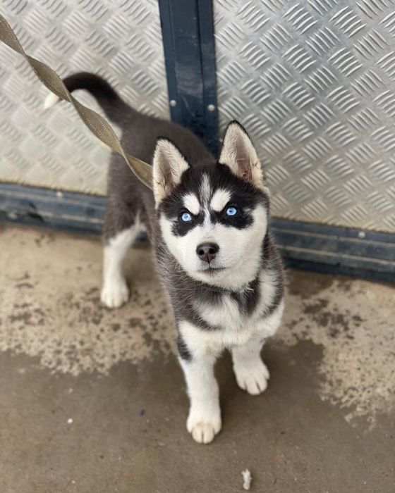 Сибірські хаски