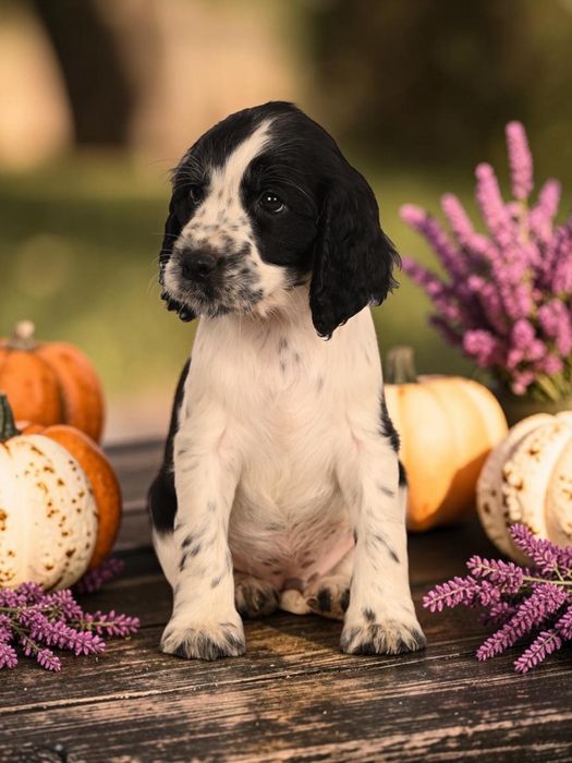 Springer Spaniel Angielski FCI