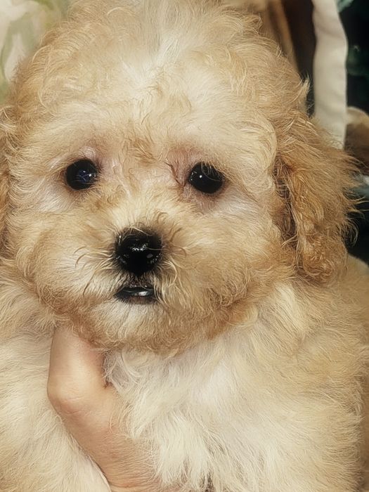 Mini suczka Maltipoo