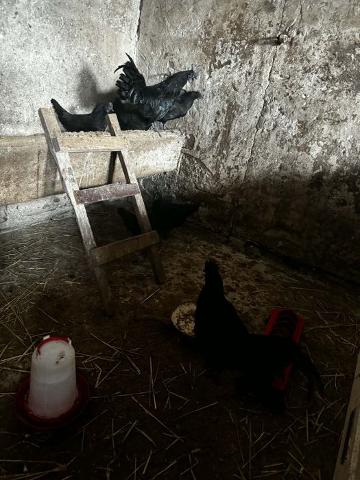 Jaja lęgowe od  kur