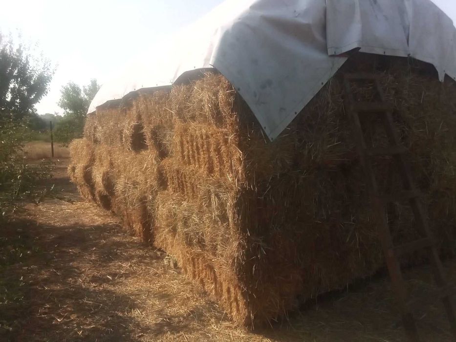сіно лугове  укоса 25 року солома