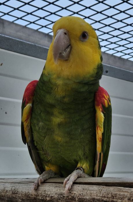 Papagaio Amazonas Oratrix Magna Macho 2014