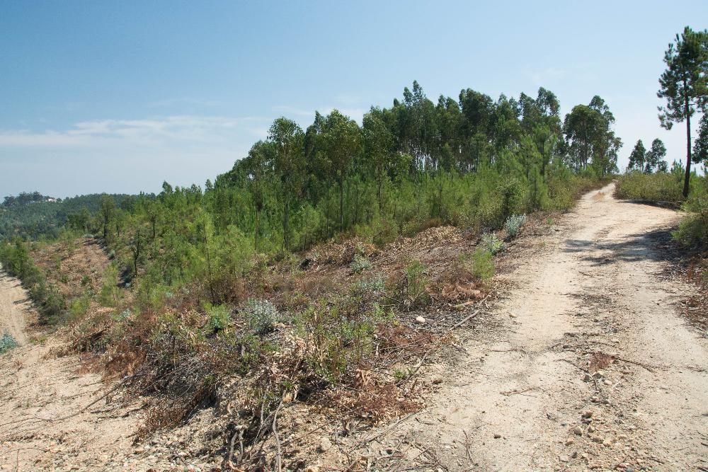 Vendo 5600 m2 em Abrantes