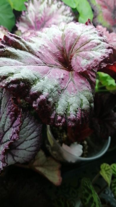 Продам  декоративно-лиственные бегонии.