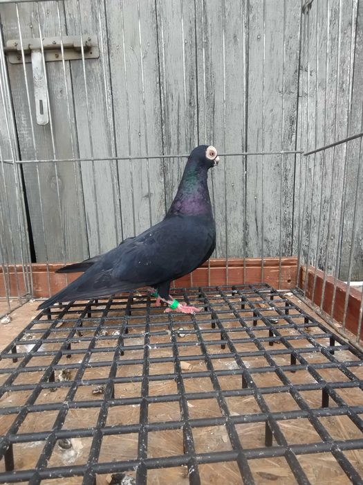 BRODAWCZAK POLSKI Gołębie ozdobne 2025