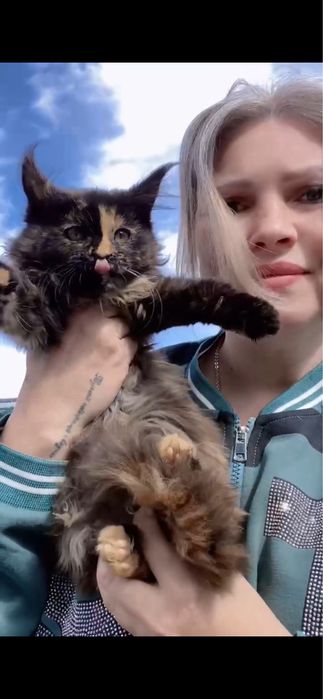 Кошенята породи Мейнкун