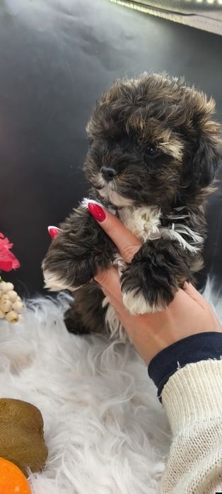 Мальтипу мальчик темный окрас