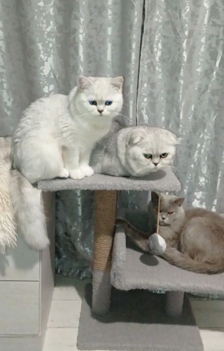 Шотландська дівчинка фолд шиншила срібло