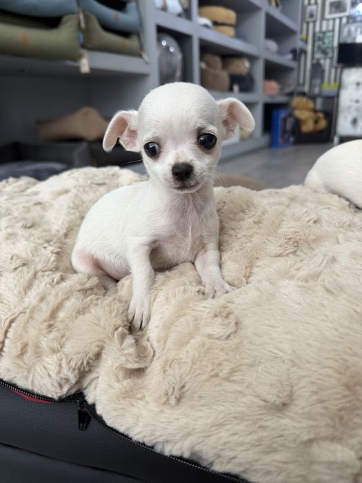 Chihuahua menino maravilhoso