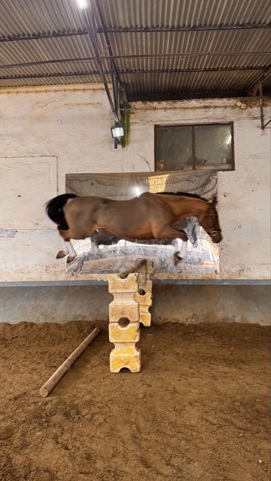 Cavalo Puro Sangue Belga