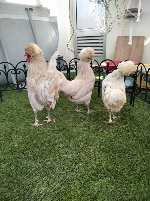 Paduanas (casal ou trio)