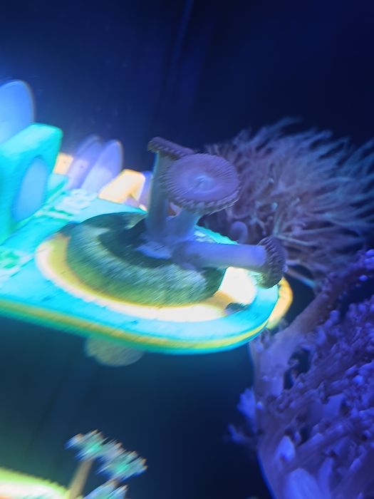 Zoanthus akwarium morskie