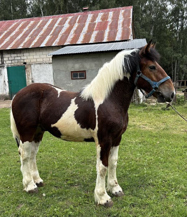 Sprzedam Ogierki Zimnokrwiste!!