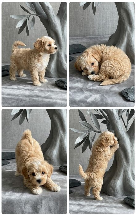 шикарний хлопчик, мальтипу