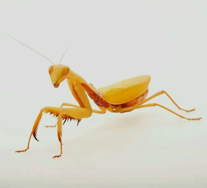 OSTATNIE Samce Samice Parki  Modliszki Hierodula venosa L5-6 modliszka