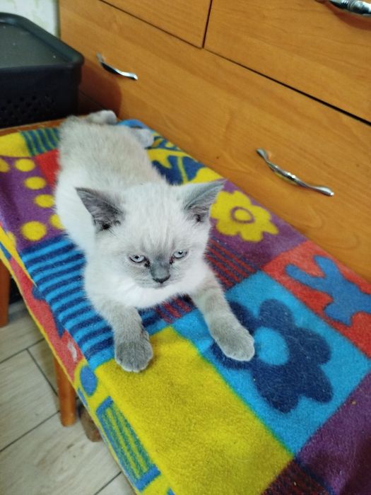 Шотландський котик Скоттіш Страйт