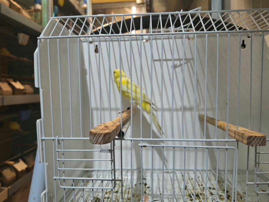 Canario largues espanhol