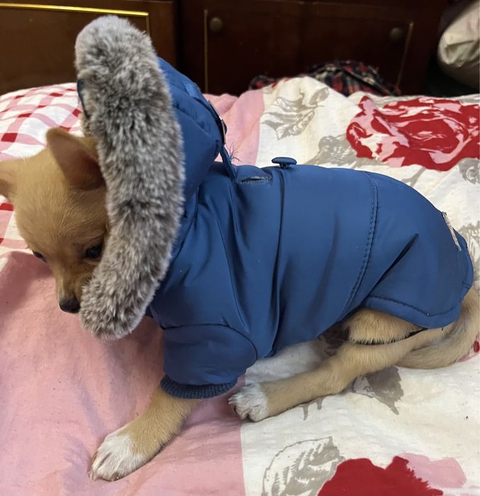 Куртка,комбінзон та светрик для цуценят малих порід та лоток