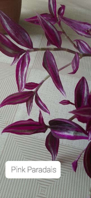 Trzykrotka  gałązki