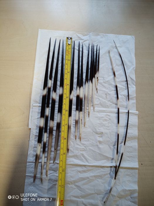 Продам голки дикобраза