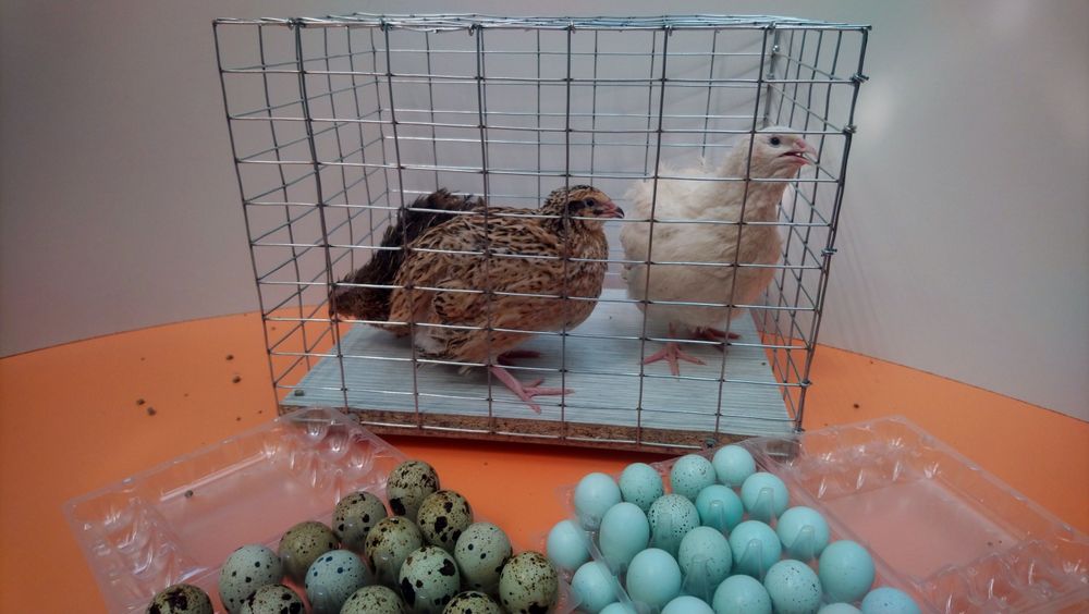 Інкубаційне  яйце  перепілок  Техас та Селадон. Перепілки Целадон.