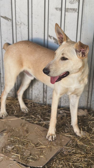 Собака, мальичк 1 год