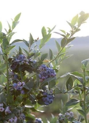 Саджанці лохина   Блюджей елізабет трьохрічки