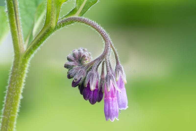 Consolda ou confrei em modo de produção ecológico