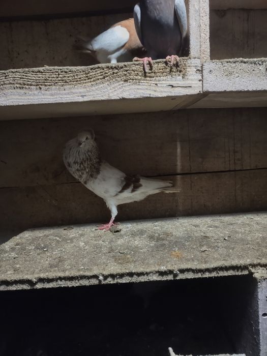 Garłacze górnośląskie koroniaste