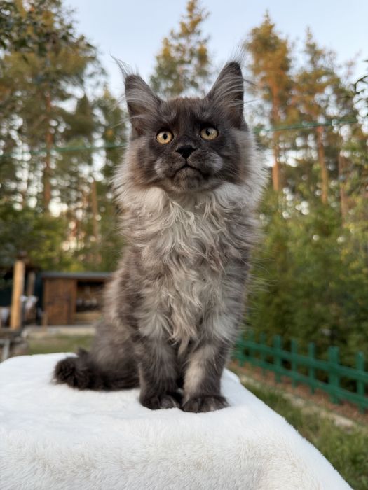 Мейн кун хлопчик