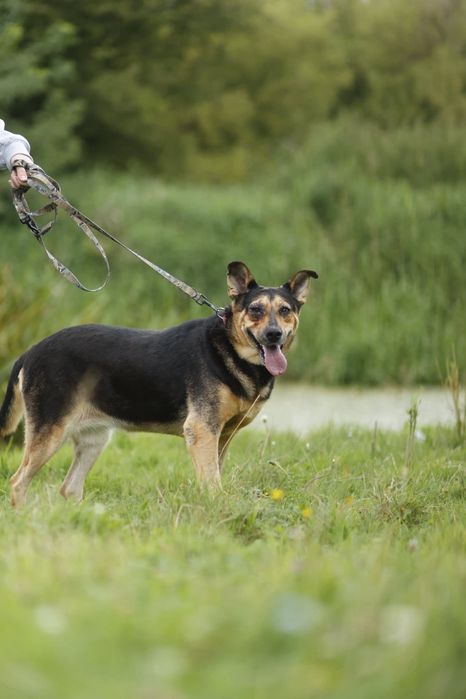 Seniorka Sława wciąż ma nadzieję na adopcję