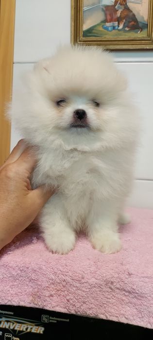 Мальчик в продаже