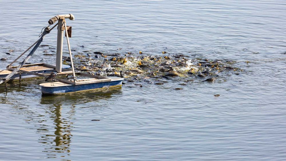 karma dla ryb karp pstrąg jesiotr KOI