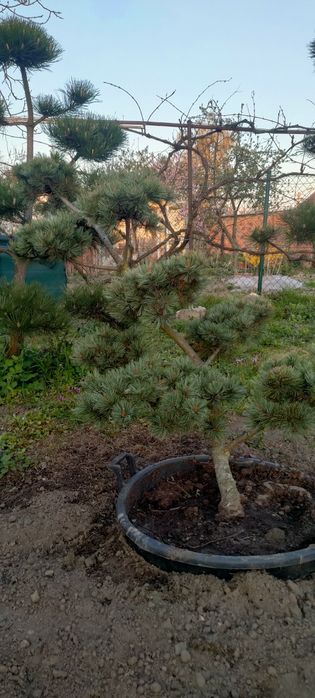 Drzewka bonsai sosna jałowiec  cyprysik