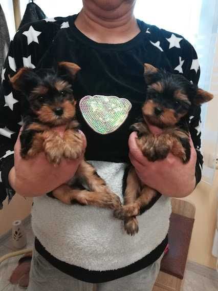 Шовкове щастя у вигляді йорка!