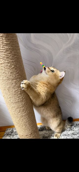 Кот на вязку Золотая шыншыла