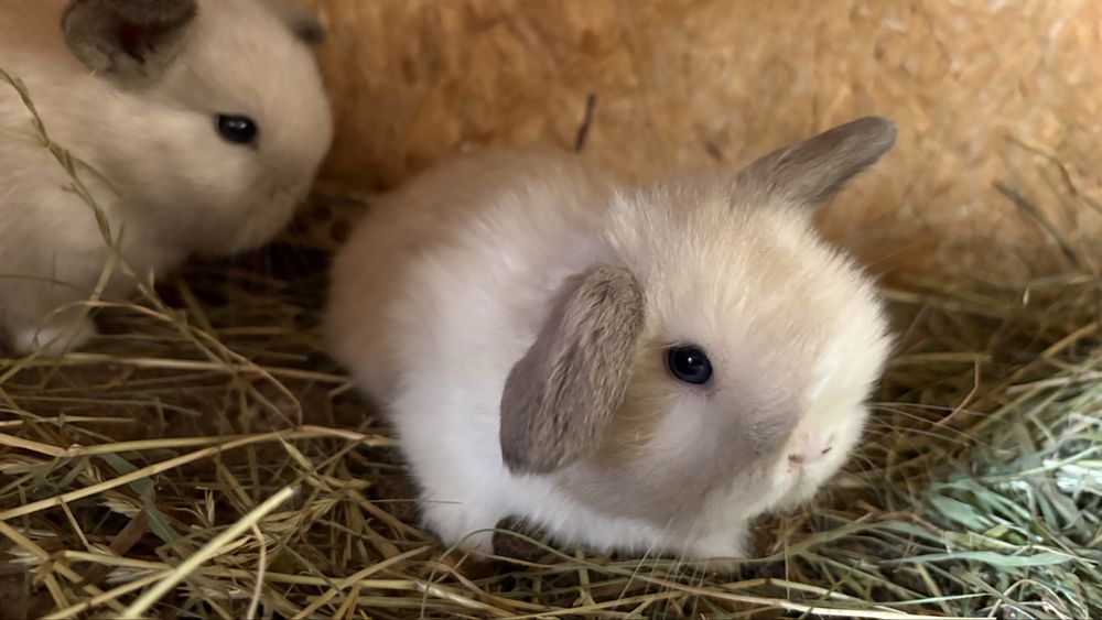 Miniloop maluszki niebieskie oczko